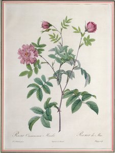 Rosa Cinnamomea Maialis, graviert von Chapuy, veröffentlicht von Remond