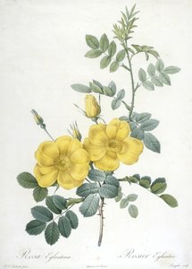 Rosa Eglanteria, Rosier Eglantier, aus Les Roses, 1817-24