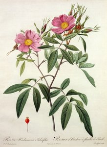 Rosa Hudsoniana Salicifolia, graviert von Langlois, veröffentlicht von Remond