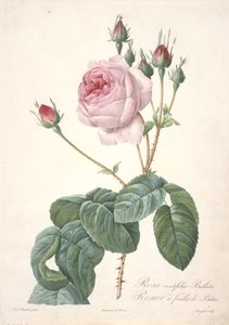 Rosa centifolia Bullata, Rosier a feuilles de Laitue, aus Les Roses, 1817-24 von Pierre Joseph Redouté