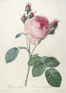 Rosa centrifolia, Rosier a cent feuilles, aus Les Roses, 1817-24