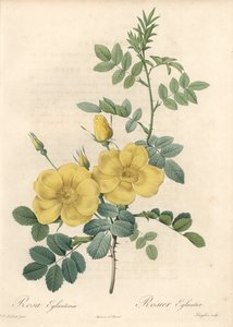 Rosa rubigineux mit gelben Rosen (Rosa rubiginosa) - Radierung von Langlois, basierend auf einer Illustration von Pierre Joseph Redoute (1759-1840), aus Les Roses von Pierre Joseph Redouté