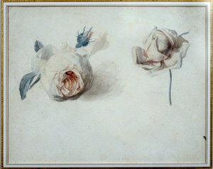 Rosenstudie von Pierre Joseph Redouté