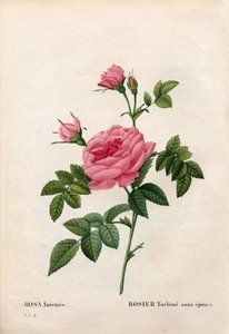 Rose ohne Dorn, Rosa francofurtana Varietät, Rosier turbine sans thorn. Handkolorierte Punktkupferstich aus Pierre Joseph Redouté
