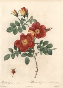Rosier fetide oder Brombeere von Österreich - Radierung von Coutan, basierend auf einer Illustration von Pierre Joseph Redoute, aus Les Roses von Pierre Joseph Redouté