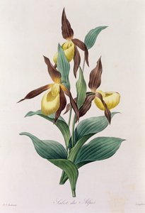 Alpen-Sabot