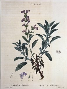 Salbei officinale - in "Nouveau Duhamel ou traité des arbres et arbustes que le crove en France", Zeichnungen von P.J. Redouté und P. Bessa, Paris