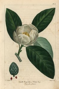 Kleiner Magnolienbaum oder weiße Bucht, Magnolia glauca (Gravur) von Pierre Joseph Redouté