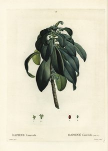 Seidelbast, Daphne laureola. Handkolorierte Punktstichgravur von Tassaert nach einer Illustration von Pierre-Joseph Redoute aus Henri Louis Duhamel du Moncels 