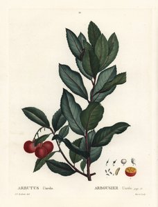 Erdbeerbaum, Arbutus unedo