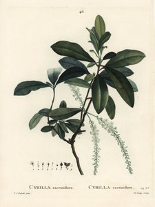 Sumpf-Cyrilla, Cyrilla racemiflora von Pierre Joseph Redouté