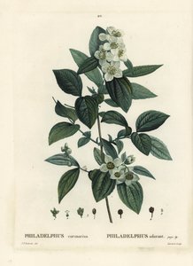 Scheinorangenblüte, Englischer Hartriegel, Philadelphus coronarius