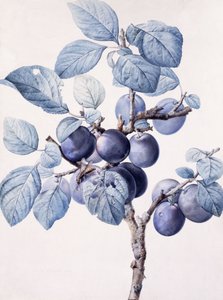 Der Zweig eines Pflaumenbaums mit einer Wespe, die Wasser auf einem Blatt trinkt von Pierre Joseph Redouté