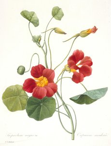 Tropaeolum majus Garten-Kapuzinerkresse, 1827