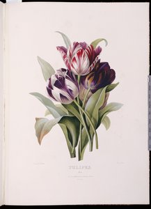 Tulpen, aus "Eine feine Serie von Blumensträußen" von Pierre Joseph Redouté