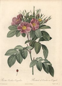 Virginia-Rose, dunkle Blumen - Radierung von Langlois, basierend auf einer Illustration von Pierre Joseph Redoute, aus Les Roses