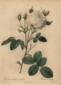 Weiße und rosa Kohlrose, Rosa centifolia von Pierre Joseph Redouté