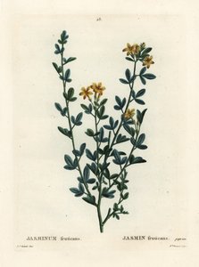 Wilder oder gelber Jasmin, Jasminum fruticans. Handkolorierter Stich von Miss Brenet nach einer Illustration von Pierre-Joseph Redouté aus Henri Louis Duhamel du Monceau