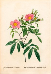 Weidenblättrige Sumpfrose, Rosa palustris. Handkolorierter Kupferstich aus Pierre Joseph Redoutés „Les Roses“