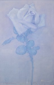 Weiße Rose von Piet Mondrian