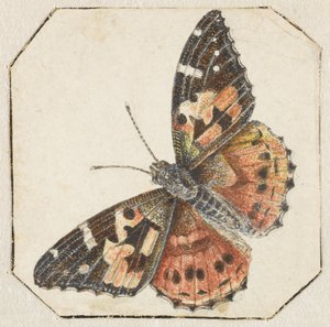 Distelfalter (Vanessa cardui) von Pieter Barbiers (possibly)