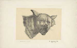 Kopf eines Wolfes oder Hundes