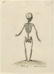 Skelett, von hinten gesehen von Pieter Feddes van Harlingen