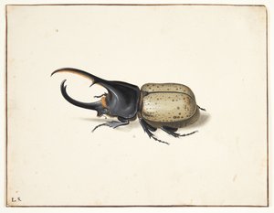 Ein Herkuleskäfer (Dynastes hercules) von Pieter Holsteijn