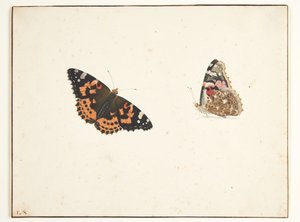 Zwei Studien einer Distelfalter (Vanessa cardui L.) von Pieter Holsteijn