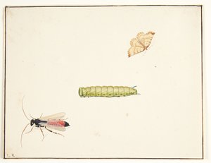 Drei Insektenstudien