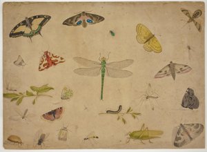 26 Insekten von Pieter I Holsteijn