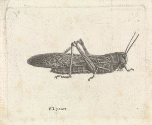 Heuschrecke