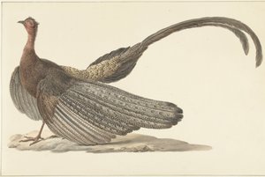 Argusfasan von Pieter Pietersz. Barbiers