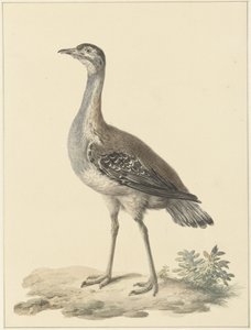 Denhams Trappe (Neotis denhami)