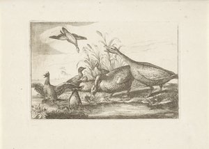 Enten und Gänse von Pieter Schenk (I) (attributed to)