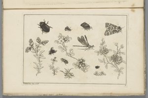 Blumenzweige mit Insekten von Pieter Schenk (II)