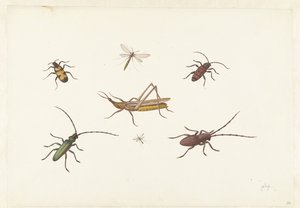 Blatt mit sieben verschiedenen Insekten von Pieter Withoos