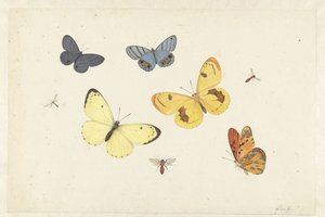 Blatt mit fünf Schmetterlingen, einer Wespe und zwei Fliegen von Pieter Withoos