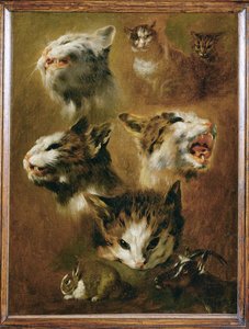 Kopf einer Katze, eines Kaninchens, einer Ziege von Pieter or Peter Boel