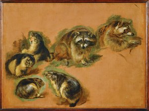 Murmeltier und Waschbären von Pieter or Peter Boel