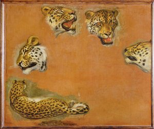 Skizzen eines Panthers von Pieter or Peter Boel