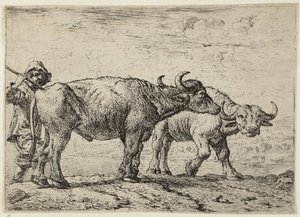 Zwei Büffel und ein Hirte