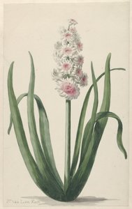 Blühende Hyazinthe von Pieter van Loo