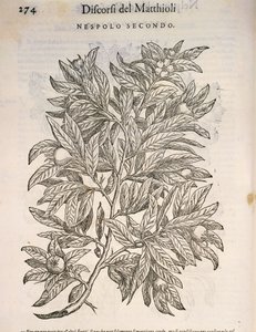Mispel, Gravur von Pier Andrea Mattioli von Pietro Andrea Mattioli