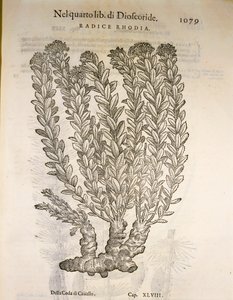 Goldene Wurzel oder Rosenwurz (Rhodiola rosea), Gravur von Pier Andrea Mattioli