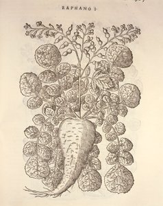 Meerrettich (Armoracia rusticana), Gravur von Pier Andrea Mattioli