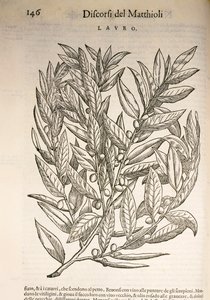 Lorbeer (Laurus), Gravur von Pier Andrea Mattioli