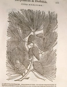 Seekiefer (Pinus pinaster), Gravur von Pier Andrea Mattioli von Pietro Andrea Mattioli