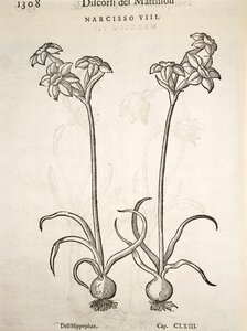 Narzisse, Gravur von Pier Andrea Mattioli