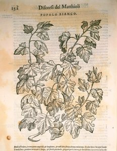 Pappel (Populus), Gravur von Pier Andrea Mattioli